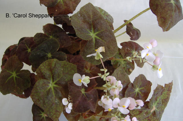 B. ‘Carol Sheppard’